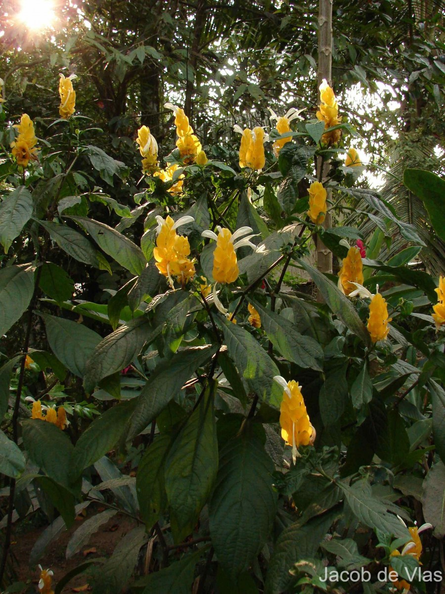 Pachystachys lutea Nees